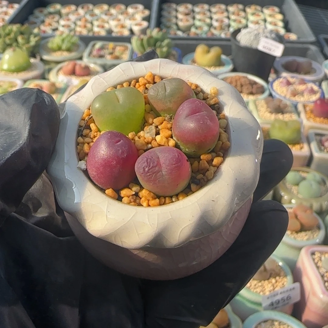 5023--一物一拍 带盆