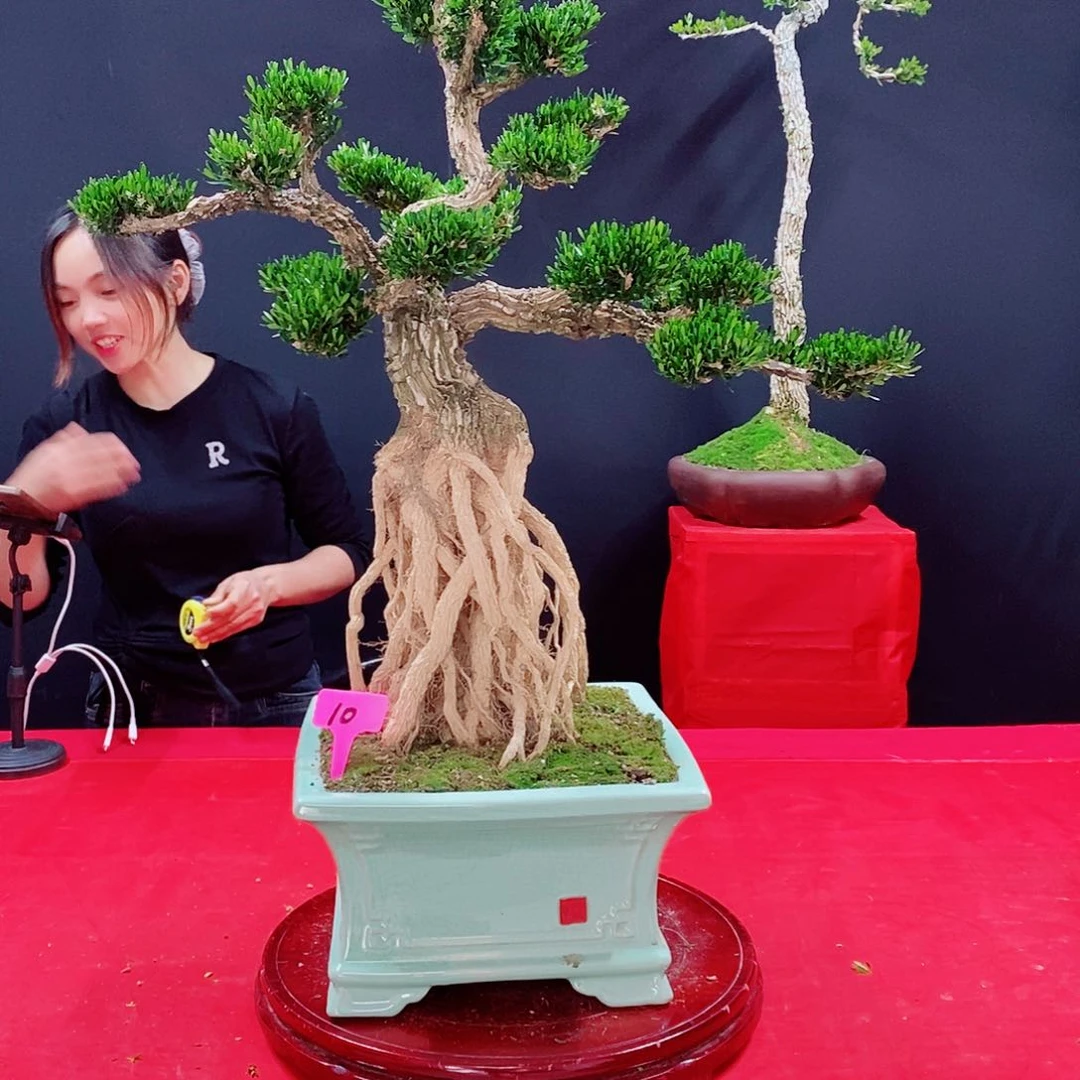 黄杨广东皱皮雀舌黄杨盆景
