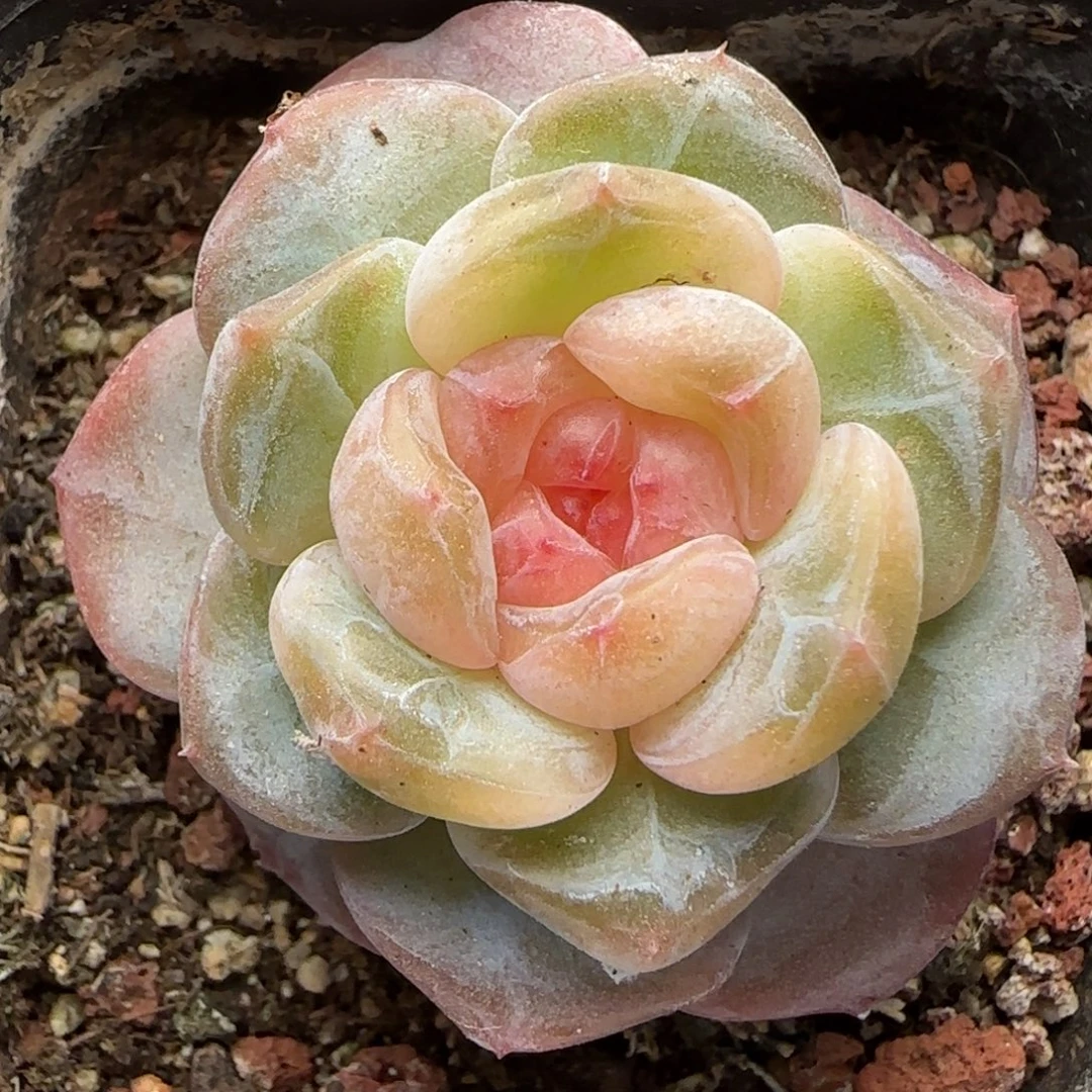 【满29包邮非偏远】319