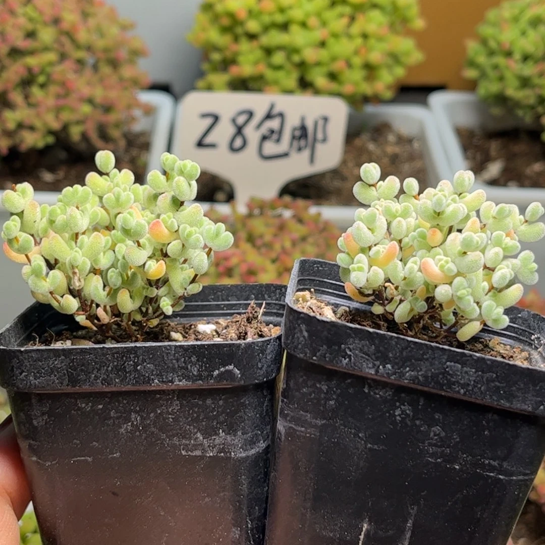 ?*宝奶油实生莱斯优选