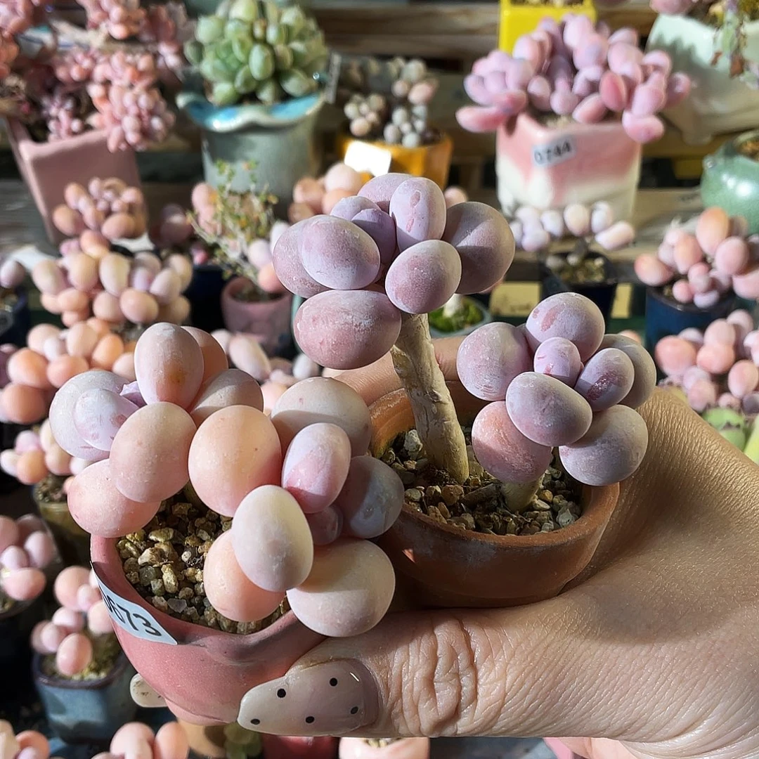 菊***耶多肉植物的生长发育和生长发育等