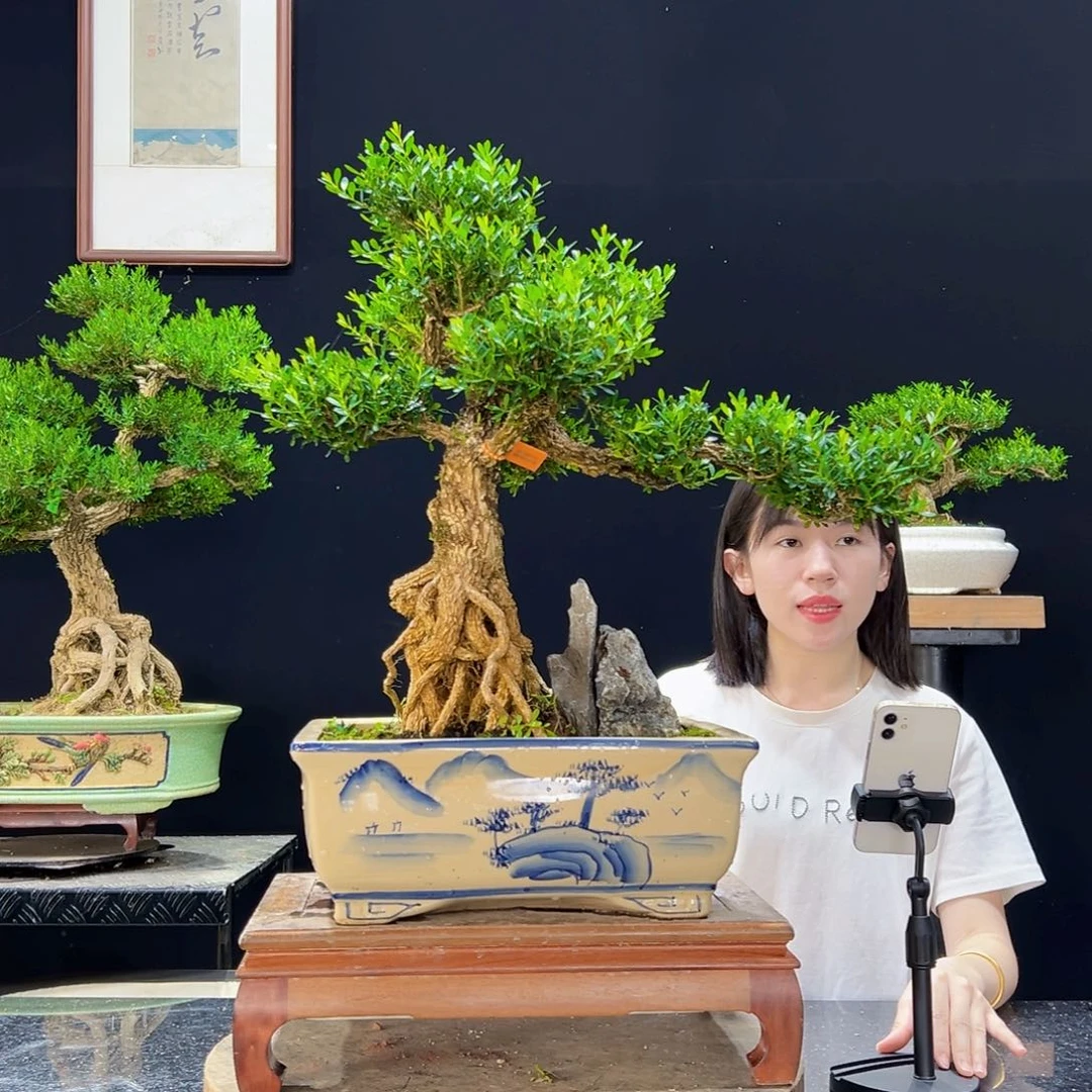 无花朵黄杨盆景老桩四季常青