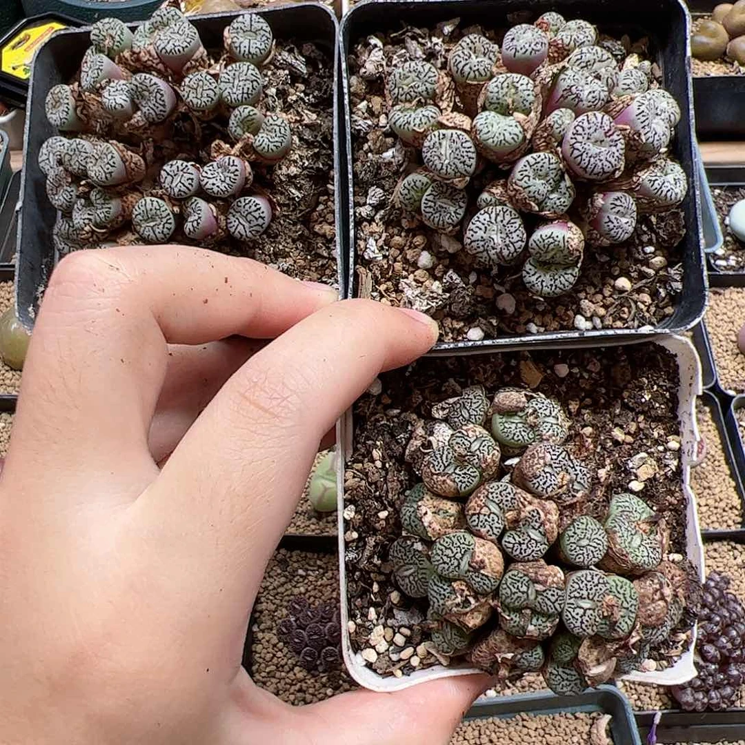 【闪购商品】117 超墨 清