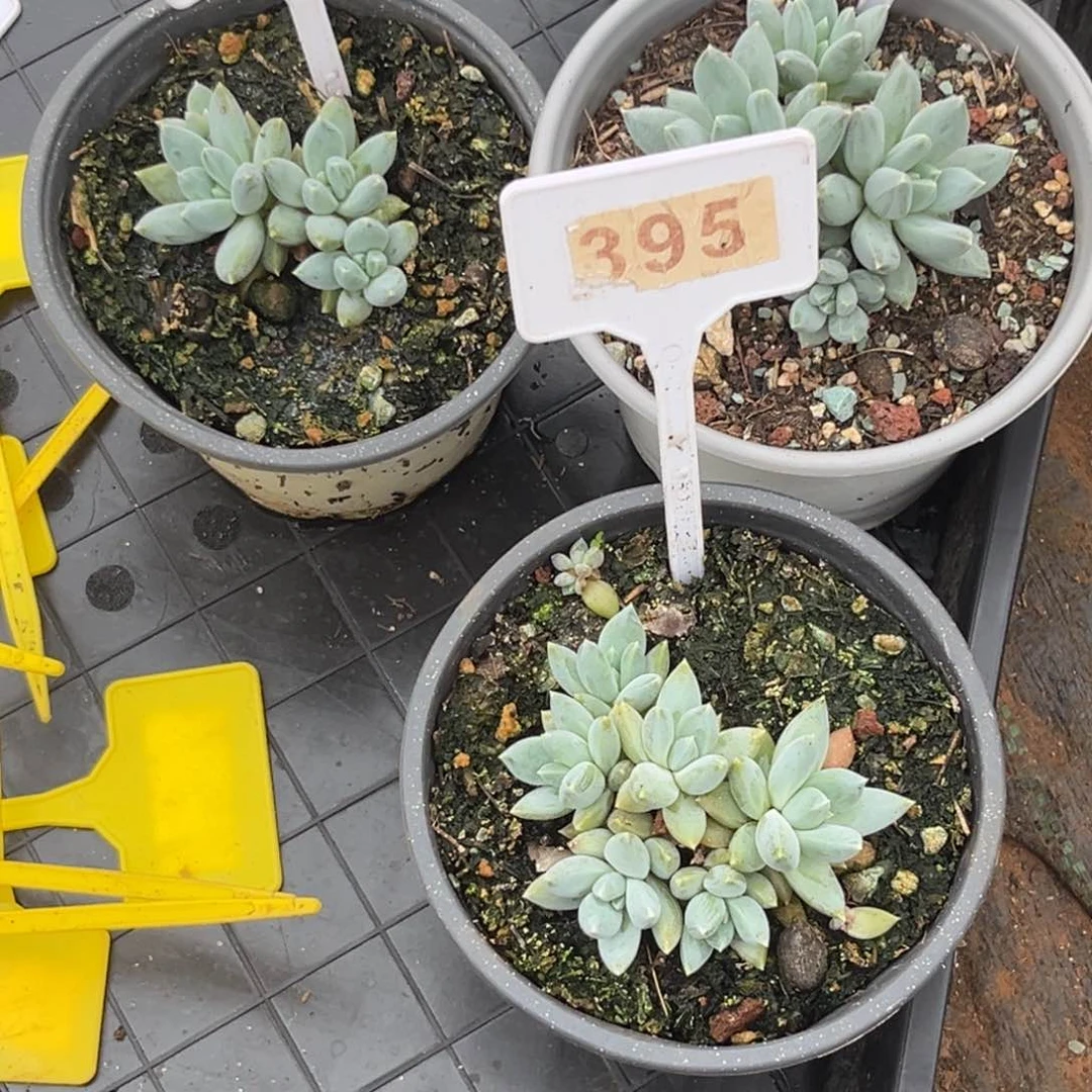 王*岁哥特杂四颗多肉植物395.036.593.597