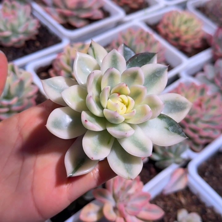 发光玫瑰锦多肉植物