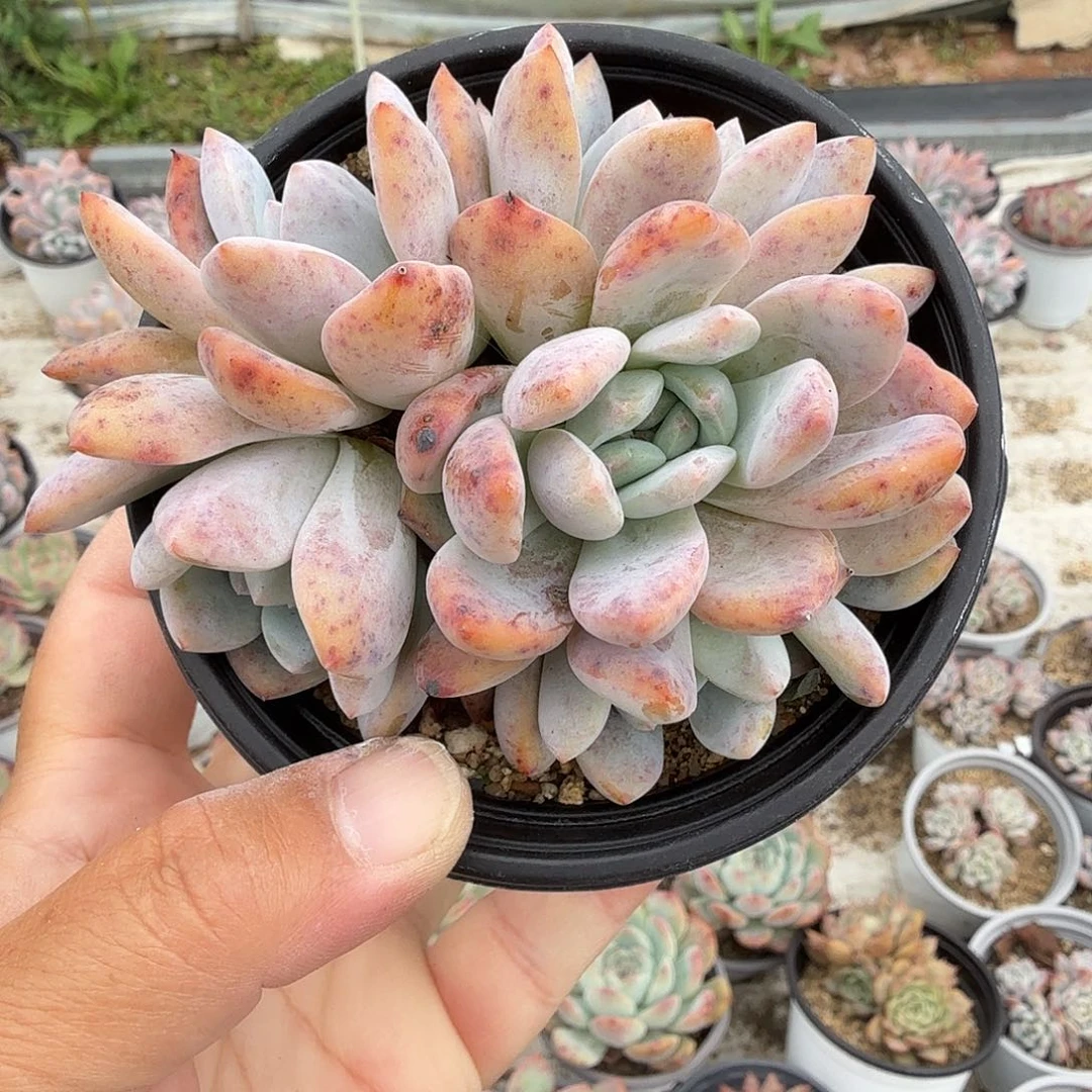 388十公分五头芙蓉雪莲满20包邮