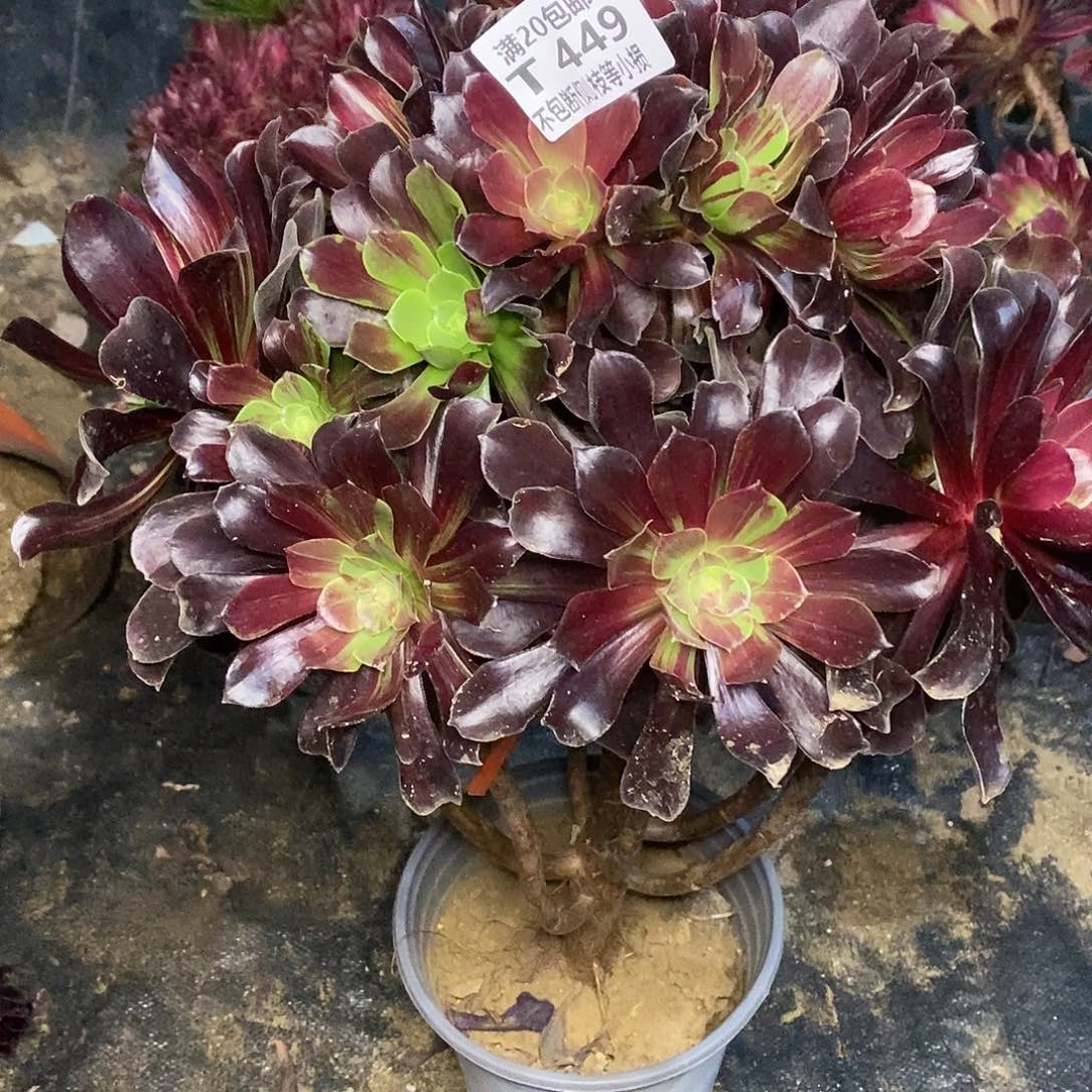 449欧若拉多肉法师