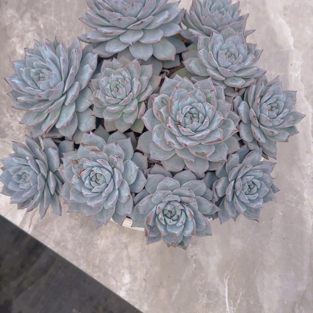13粉蓝鸟多肉植物