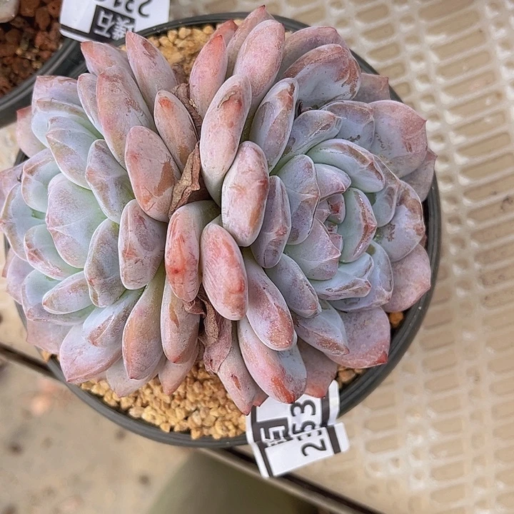 石榴籽23153多肉植物