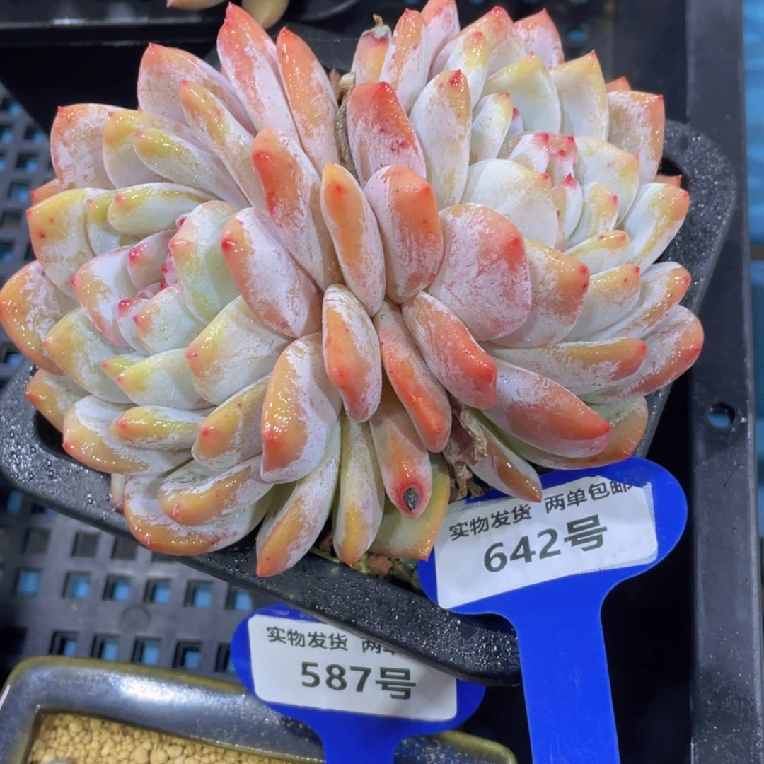 642号奶油韩橙大双头