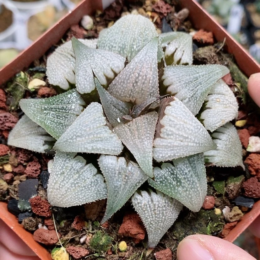 【闪购商品】29铝之星