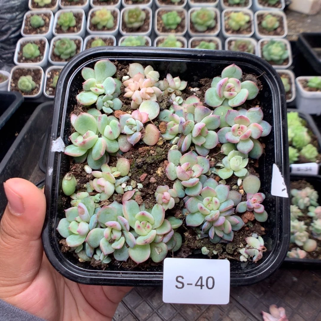 无花朵S40英语英语