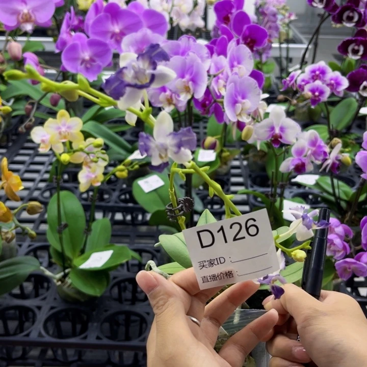 完全开放D126一颗