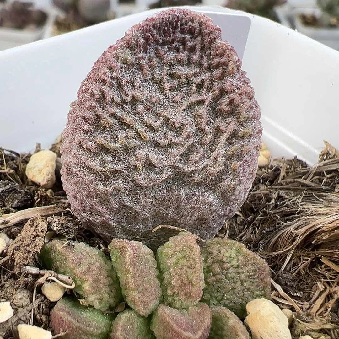 实生新品多肉水泡植物