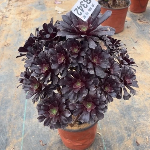 342欧紫不包断枝