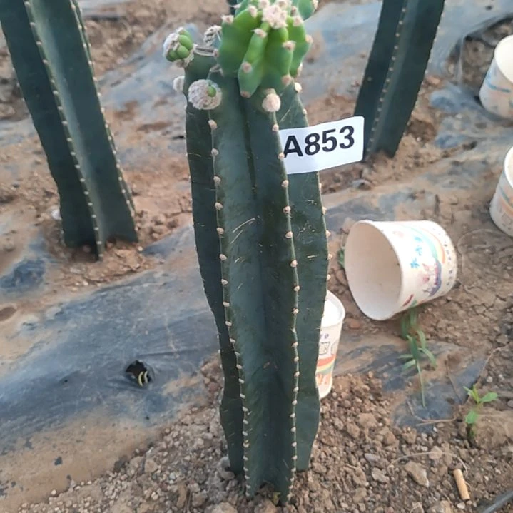 豆***爷量天尺柱子西棚853