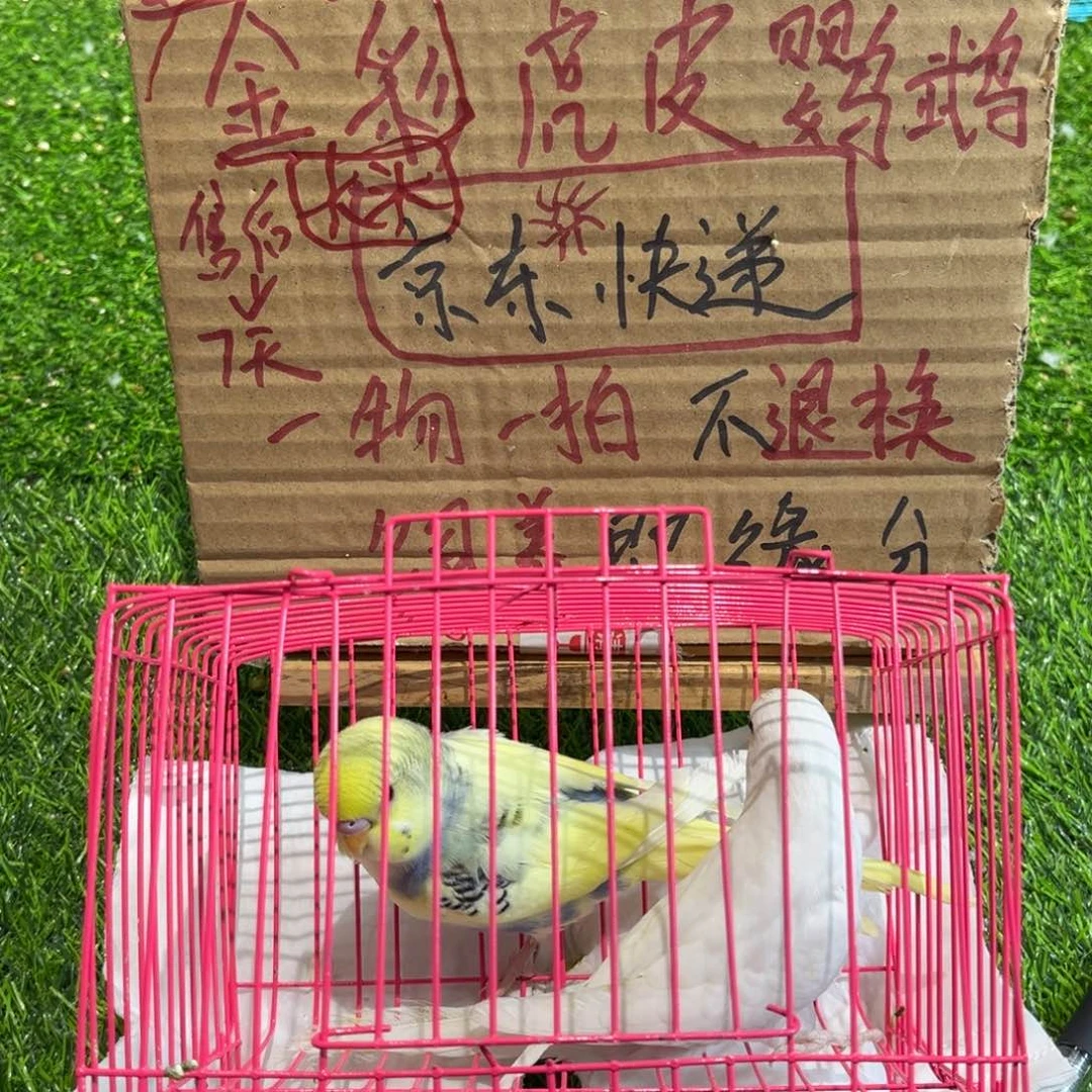 虎皮鹦鹉特色、大头虎皮鹦鹉一对，竞拍不退不换