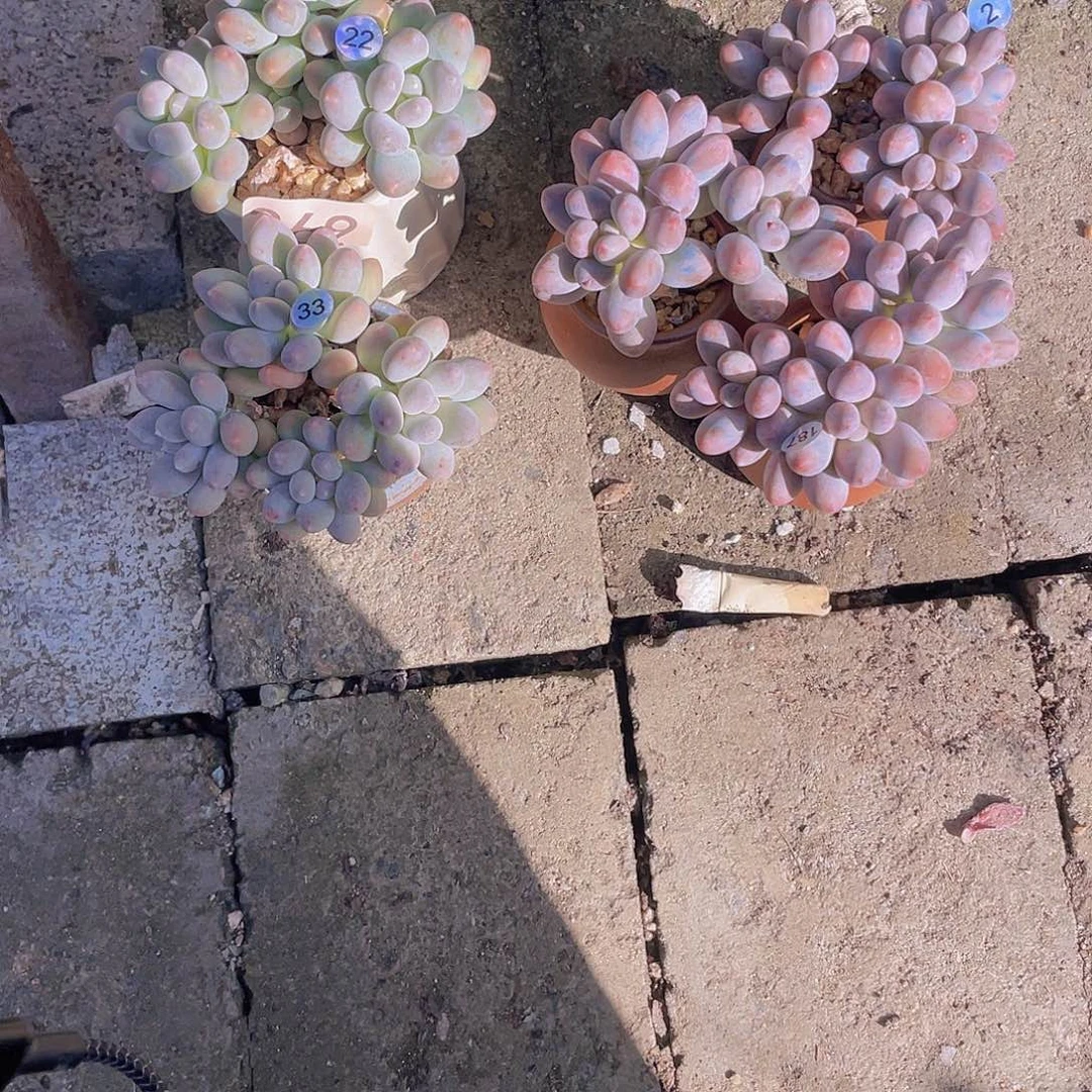 ᥫ***࿐多肉植物多肉植物