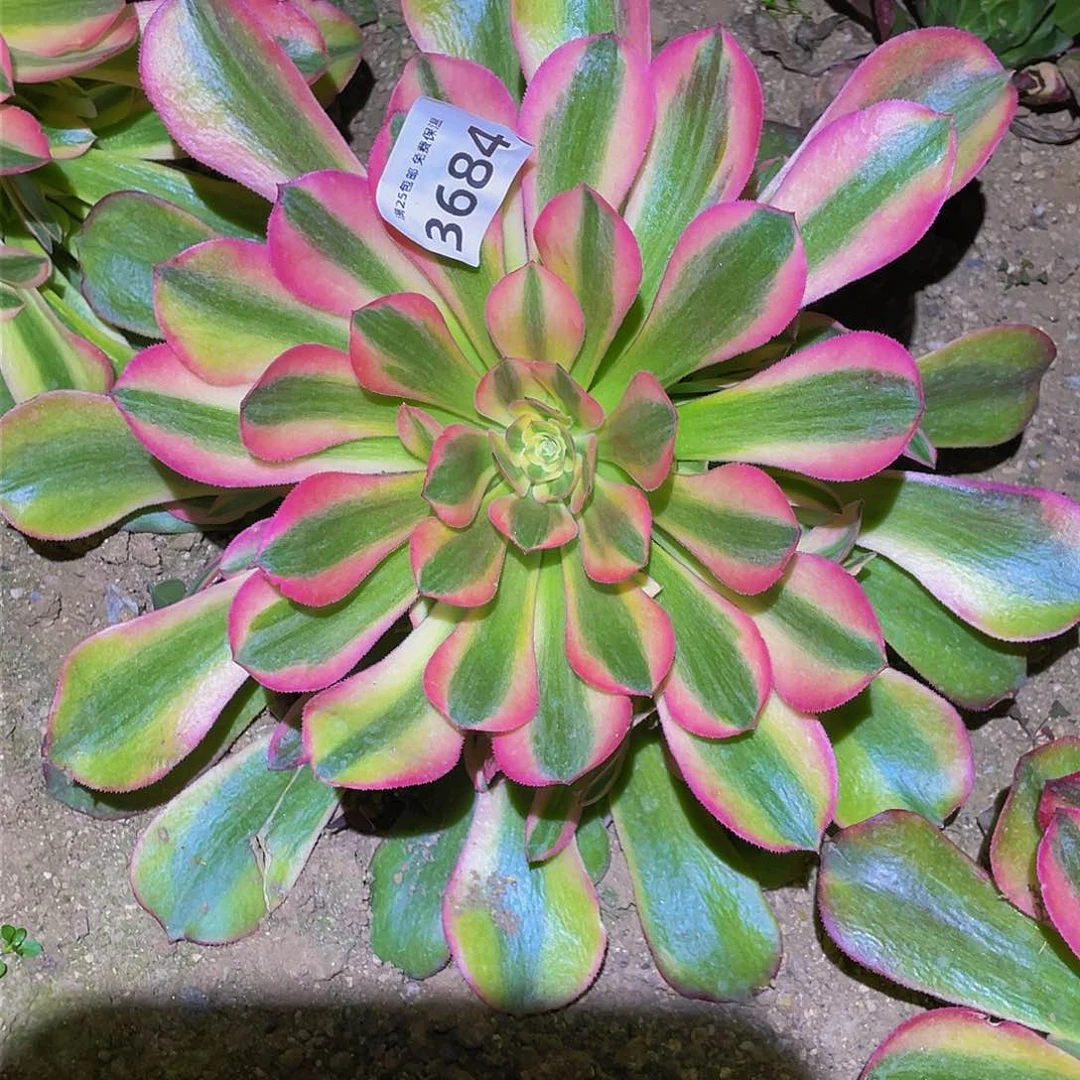 3684香妃多肉植物