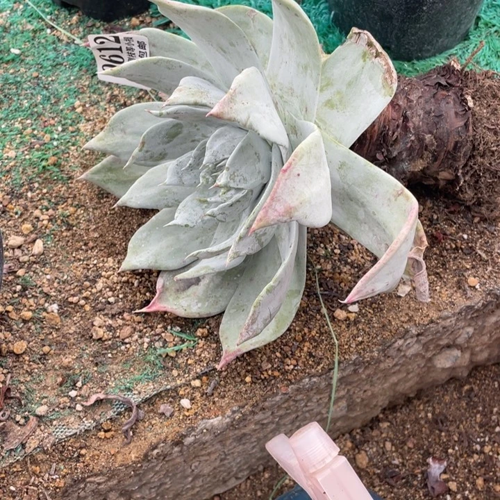 612号普芙雾冷塔多肉植物