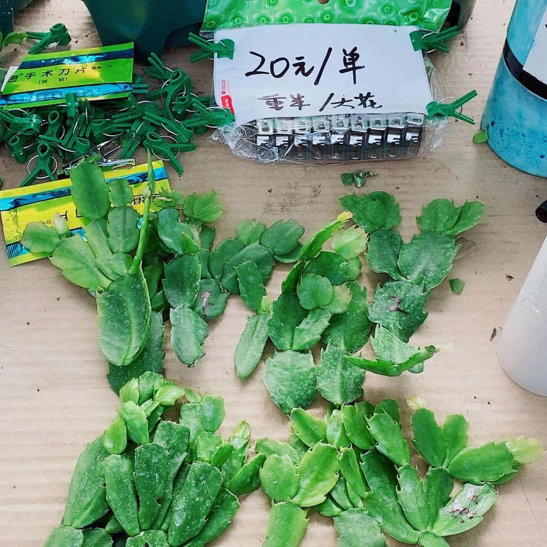 4***5无花朵叶片福利一物一拍