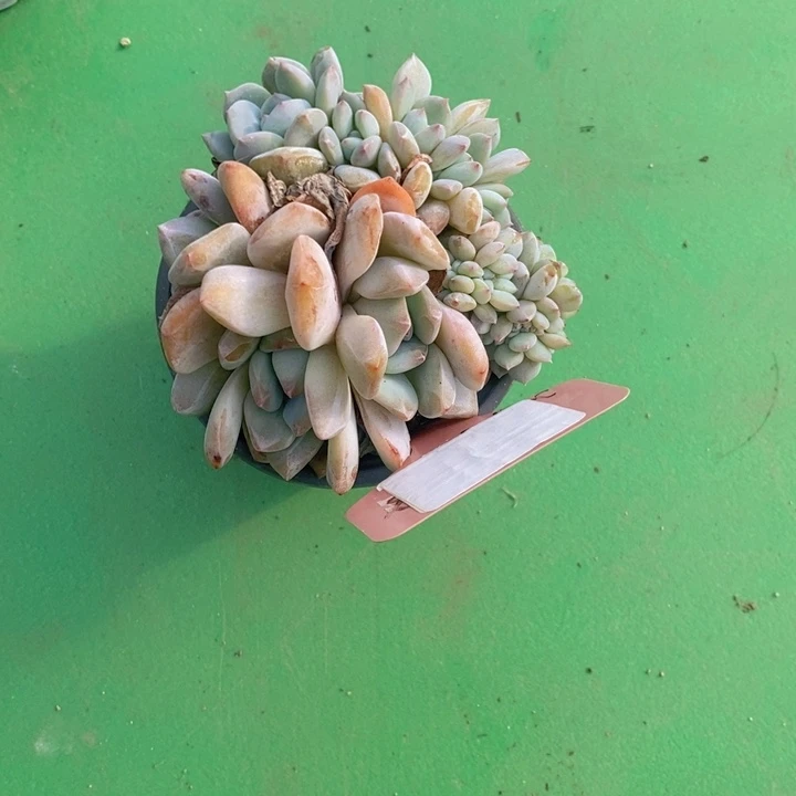 恋***菜154石榴紫一颗111111