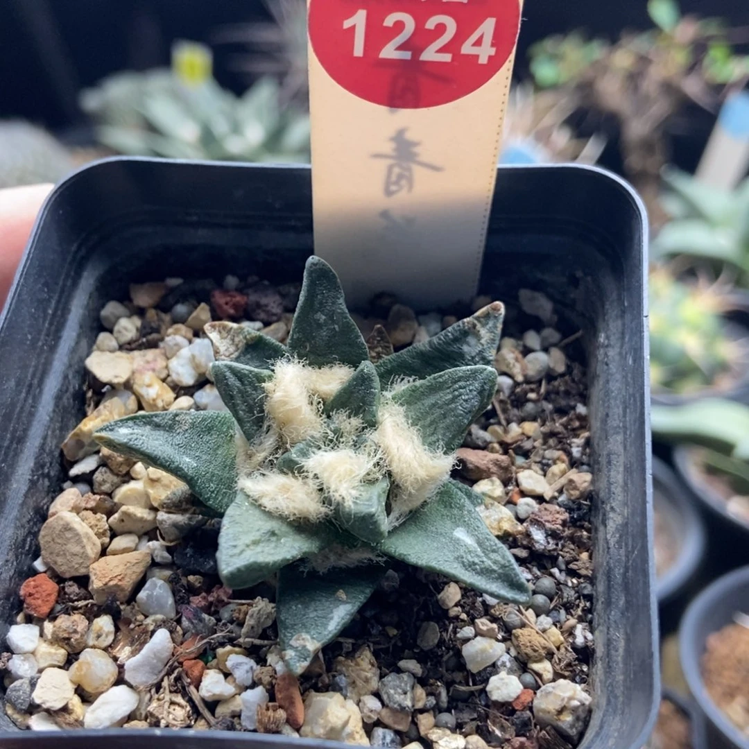 自根龙角牡丹4.6cm有斑