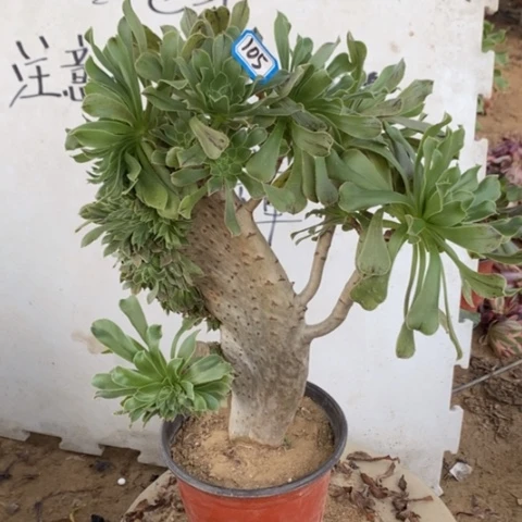 原始绿缀一物一拍