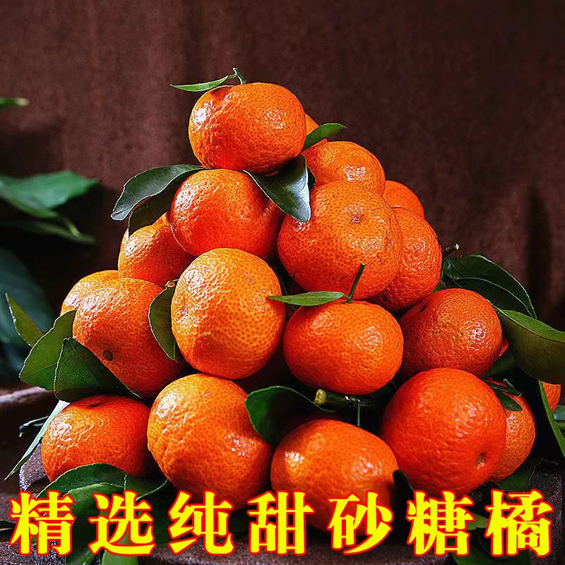 新鲜现摘广西沙糖桔纯甜无籽橘子当季水果沙糖桔包邮