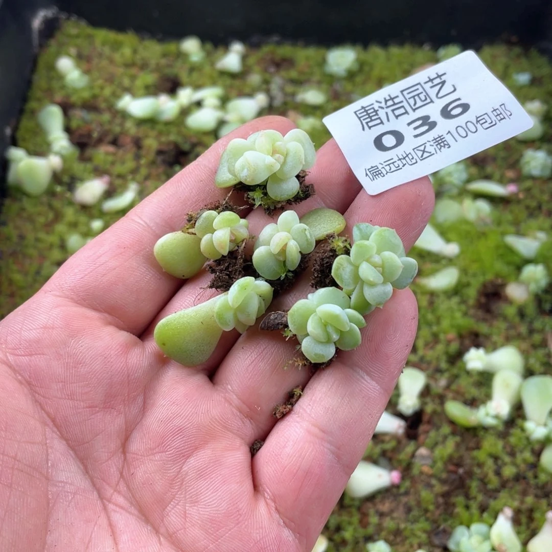 青梅竹马混一物一拍036