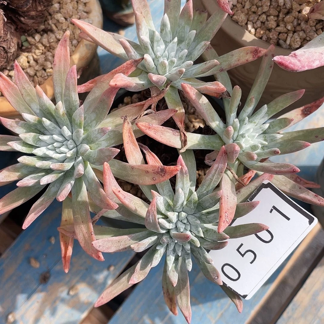 仙女杯苹果叶杂交0501