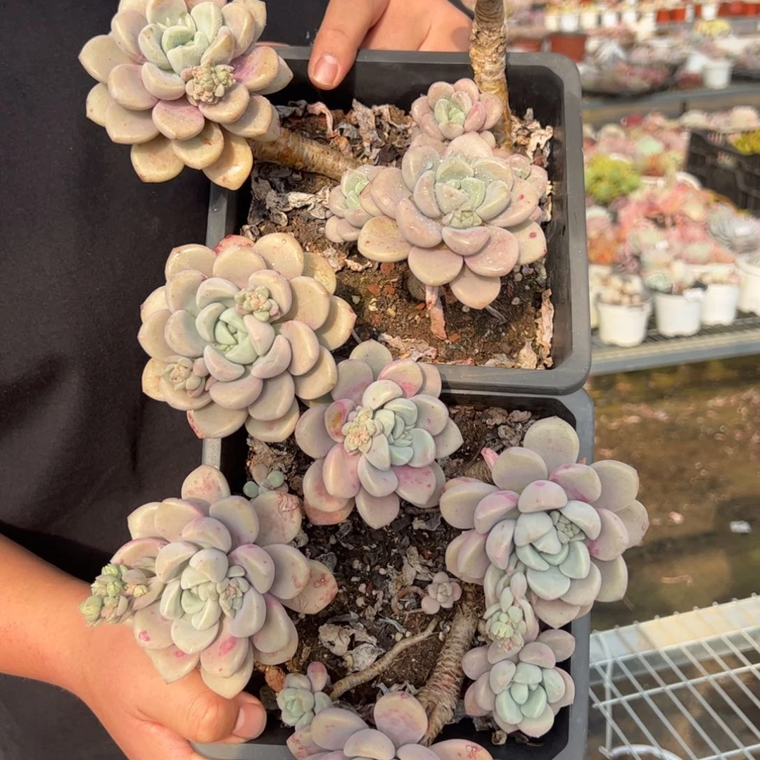 花瓣鹭两盆五头多肉