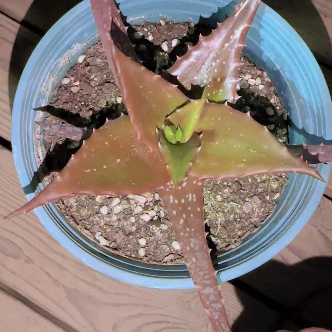 王*石块根植物块根植物