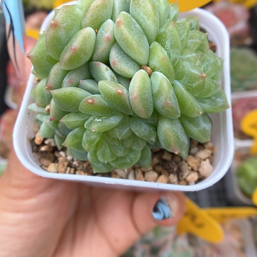 泼天富贵群生4576号