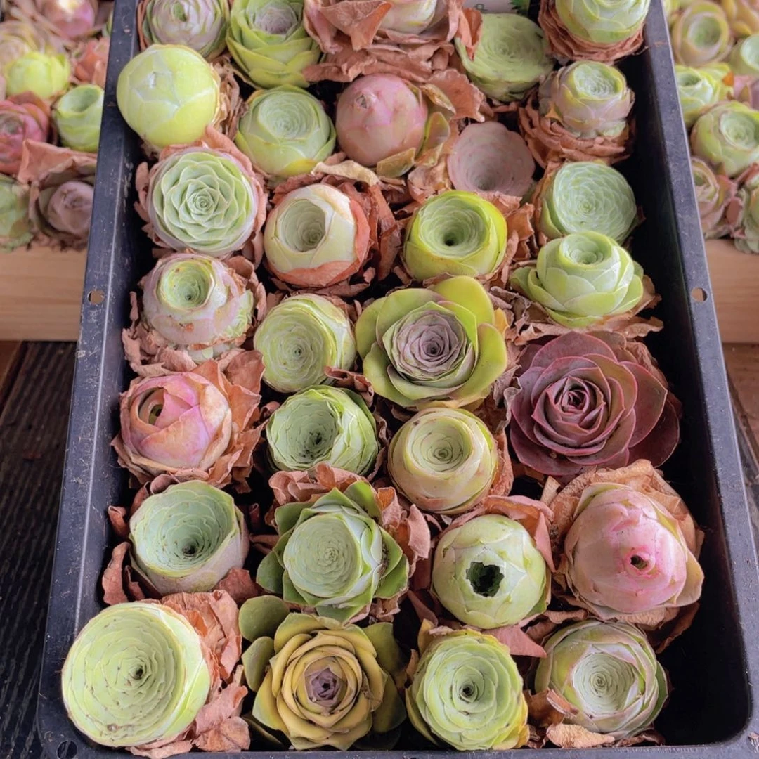 保底三十颗量拍8888888