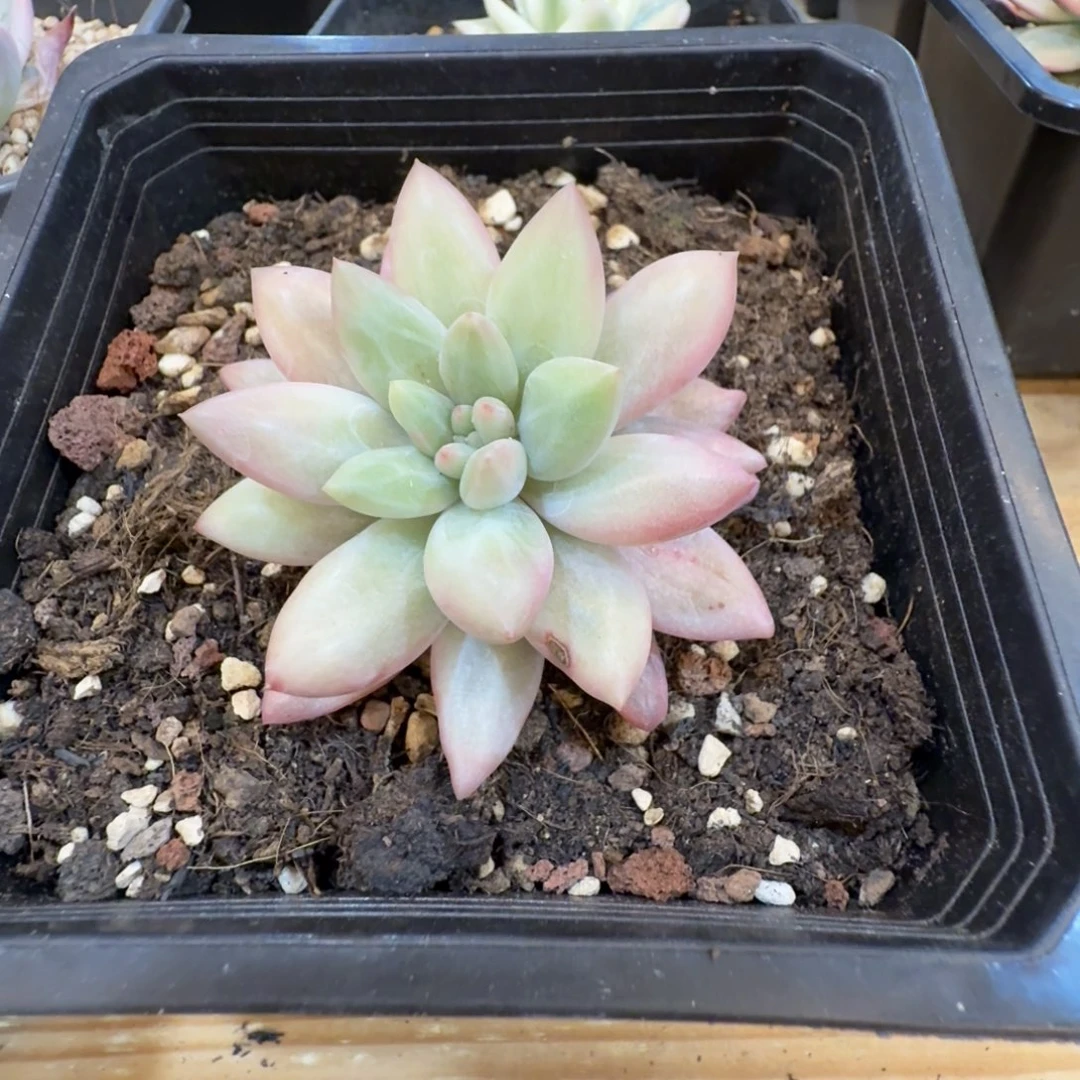 红蜻蜓5 安吉园艺锦