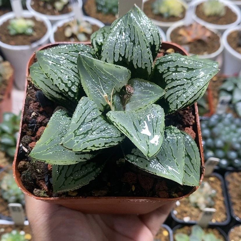 【闪购商品】88马丽丽