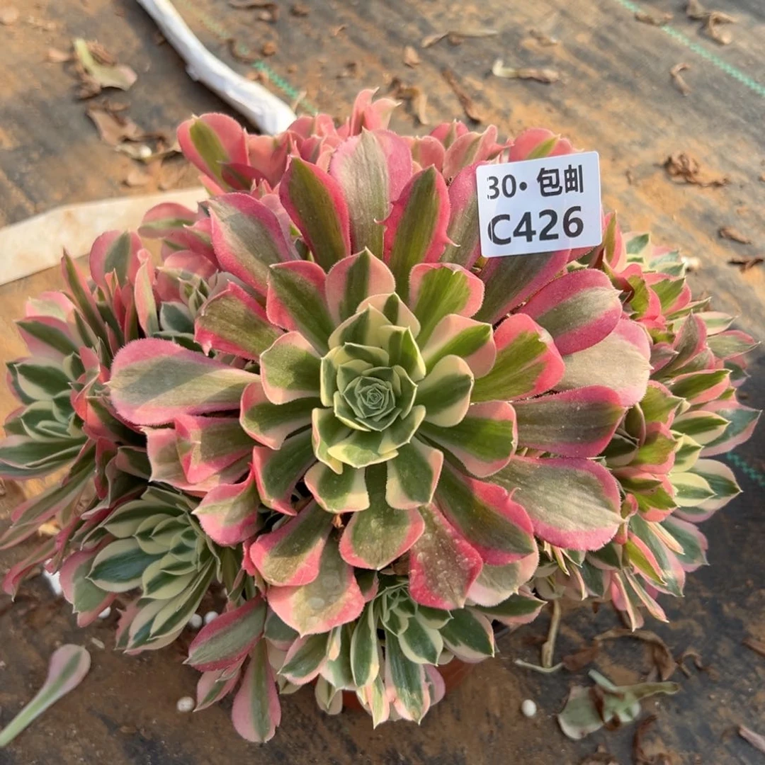 426 雨花石多肉法师