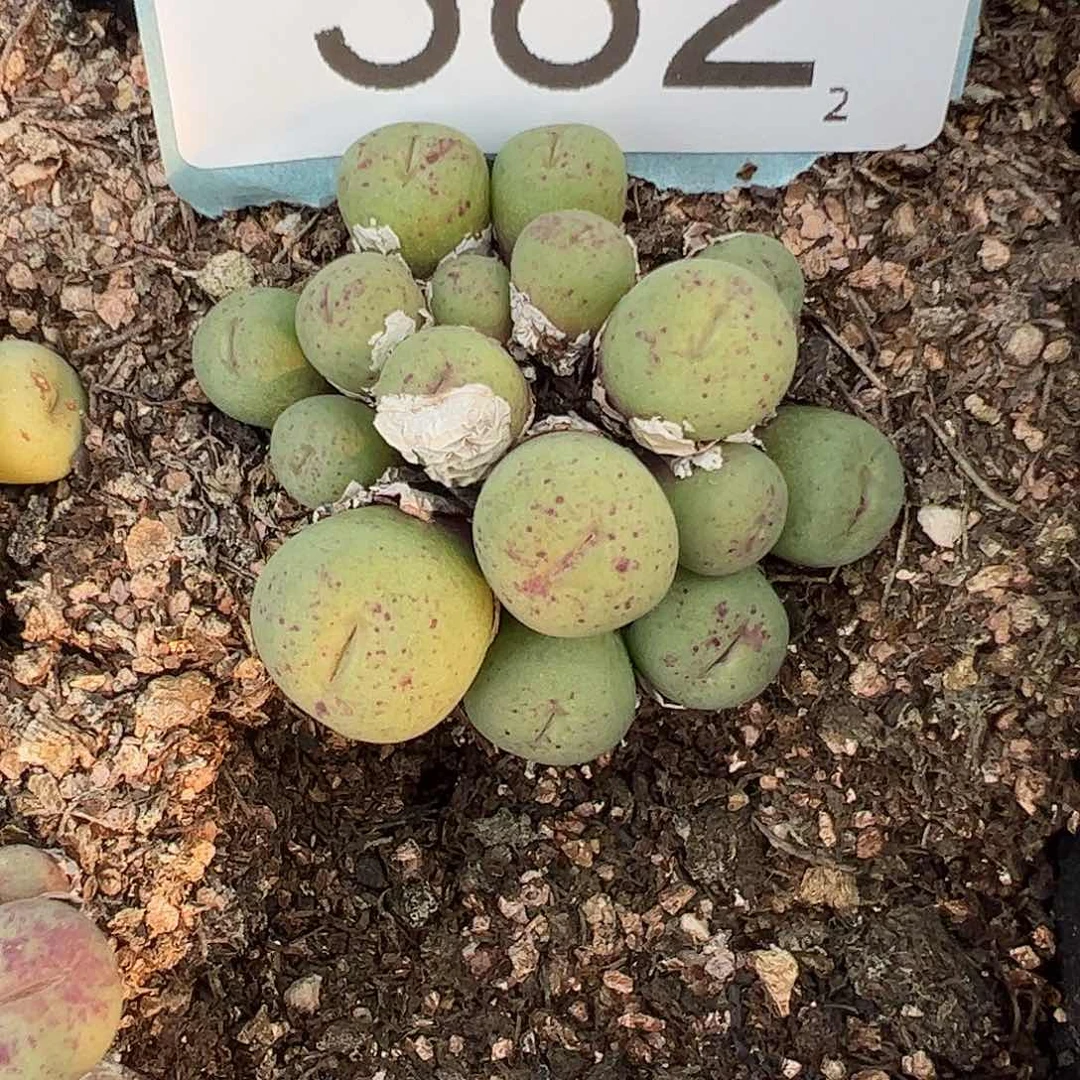 0000382 一物一拍脱土发……