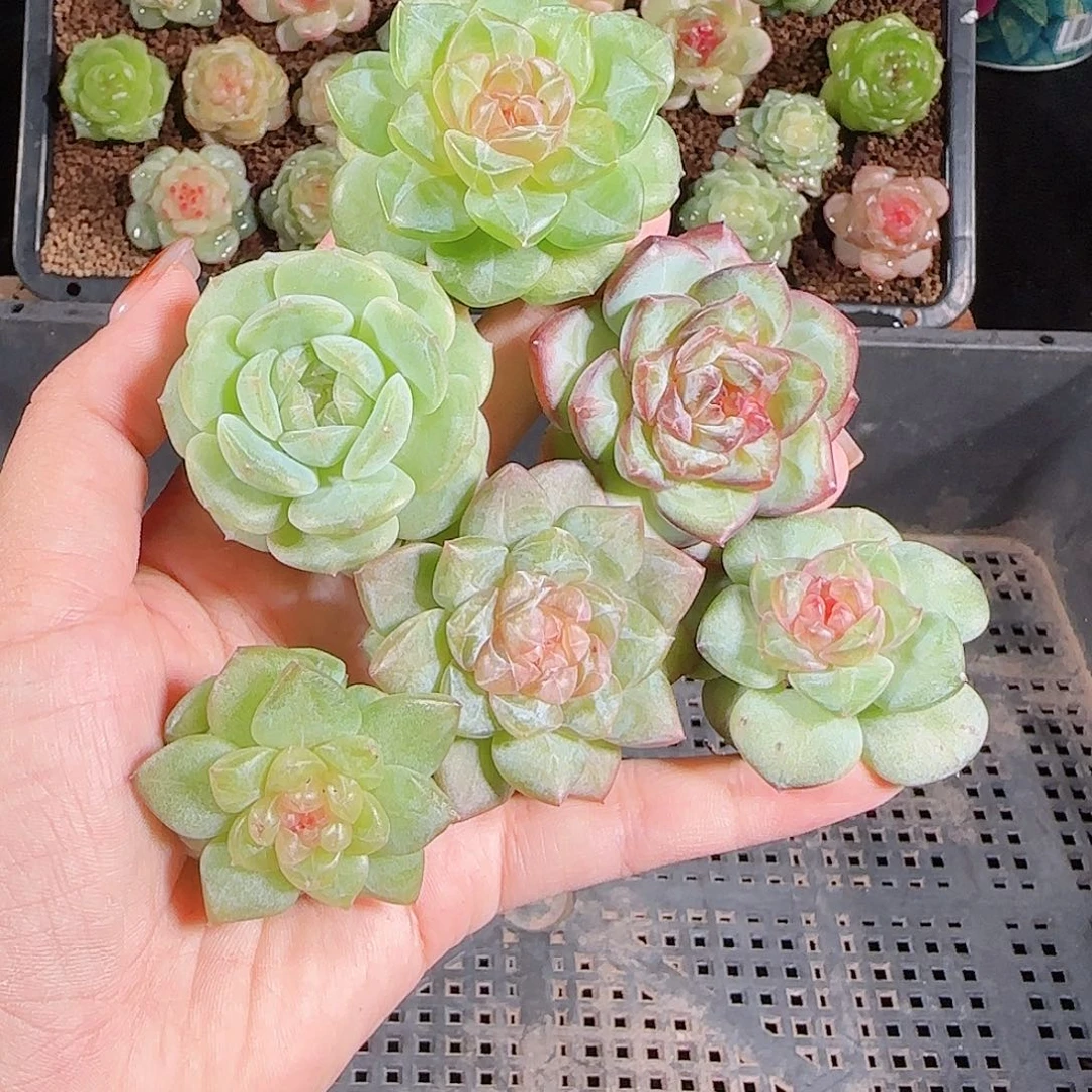 1025--275一物一拍