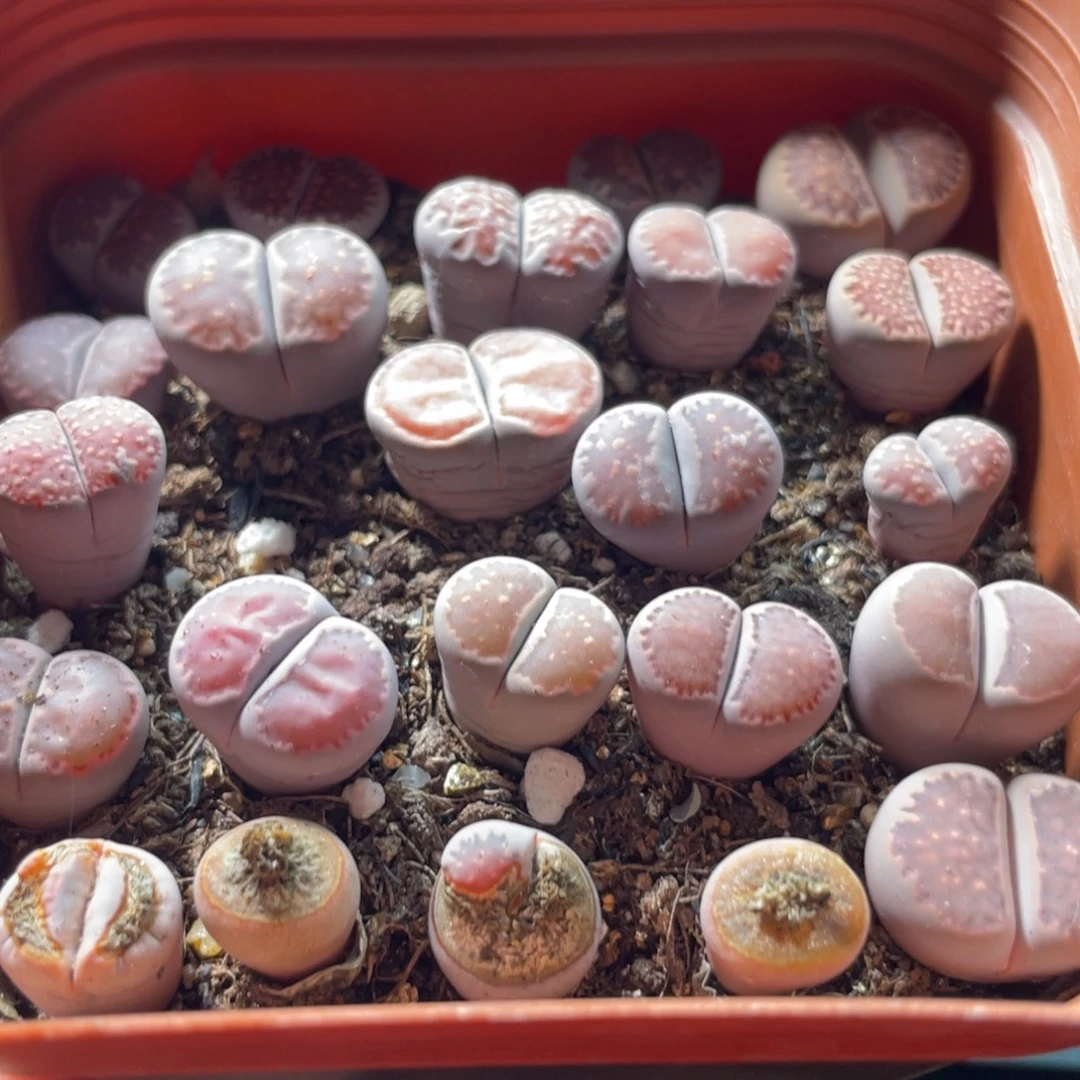 大盆特价一物一拍～17