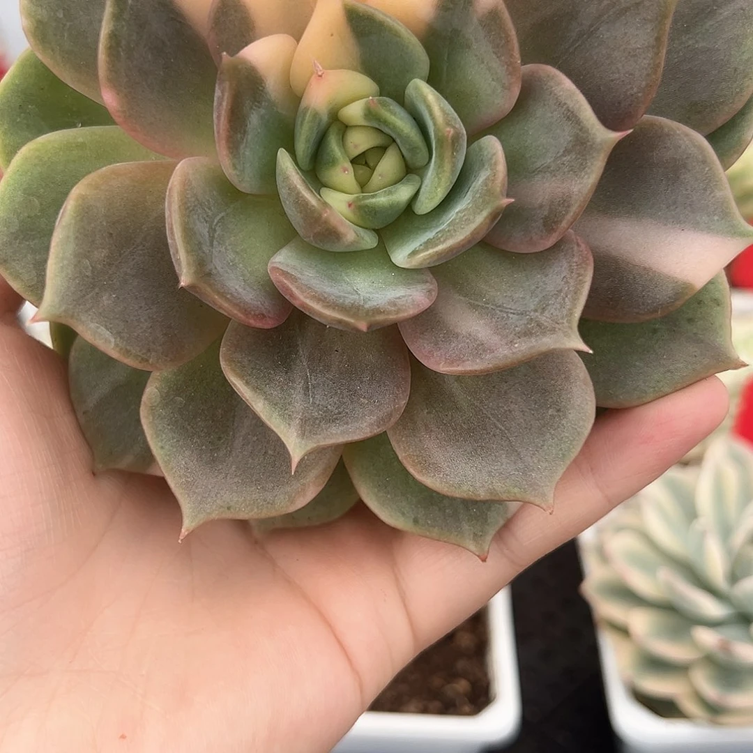 44号贝加尔湖锦多肉植物