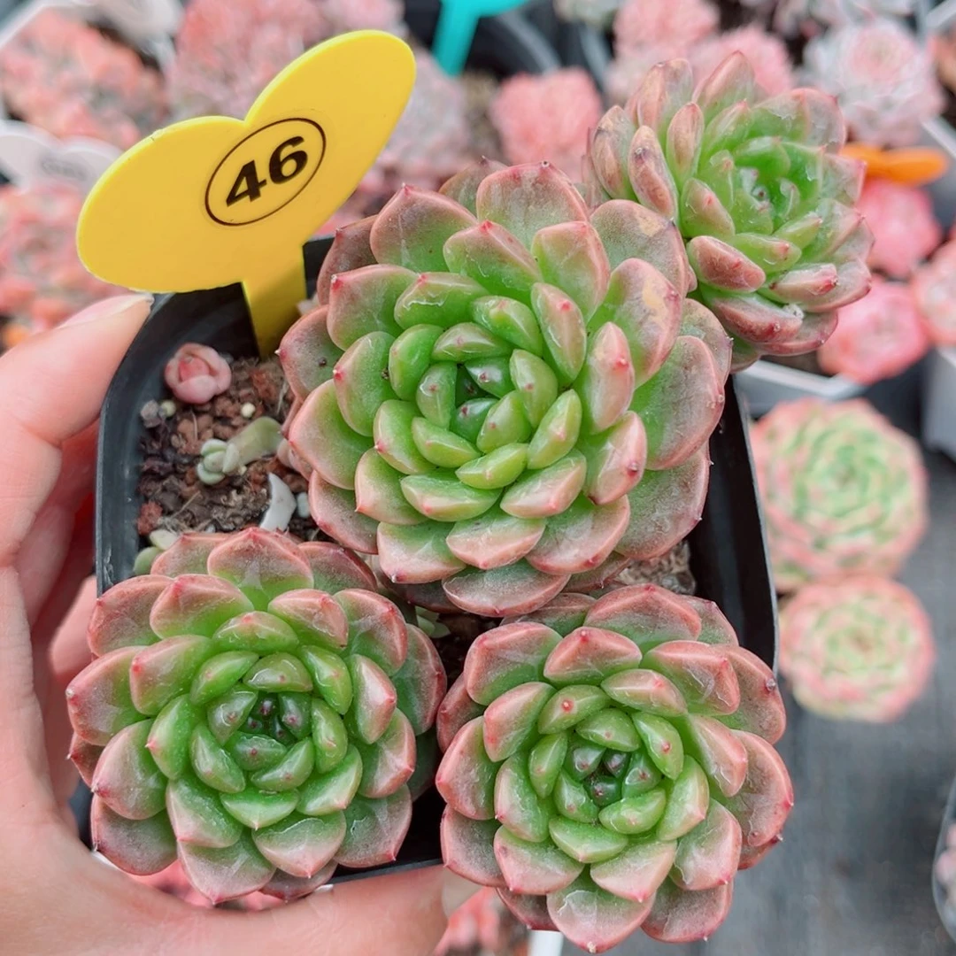 46号小老桩珍妮群