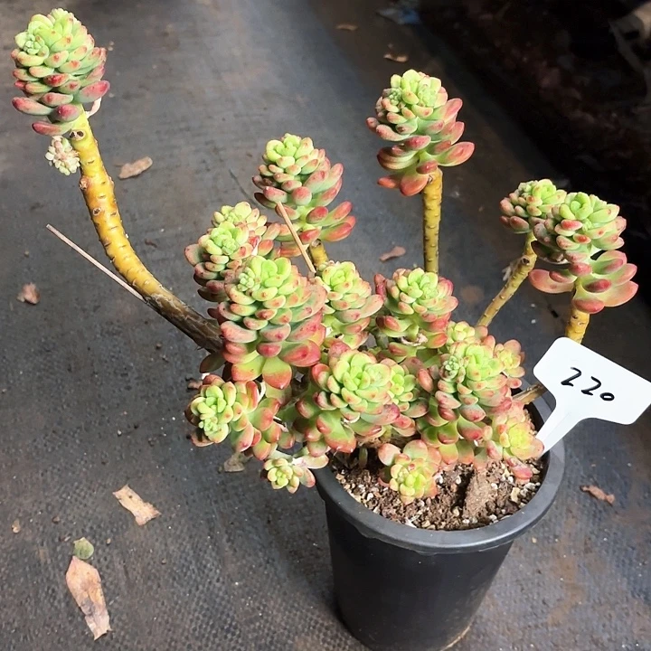 多肉植物，香格里拉220号