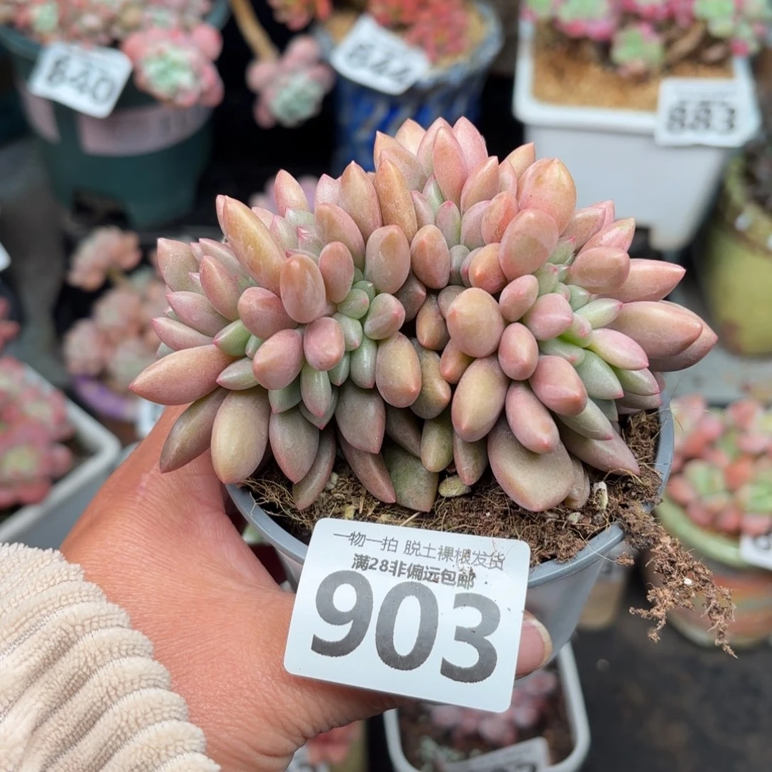 桃花源缀化无盆土发货