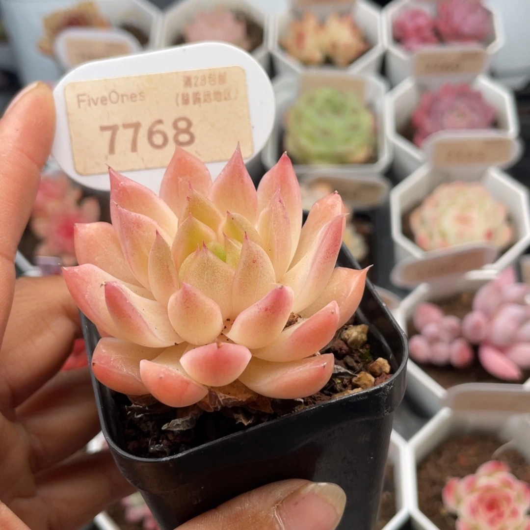 粉麦秆7768-5.5厘米