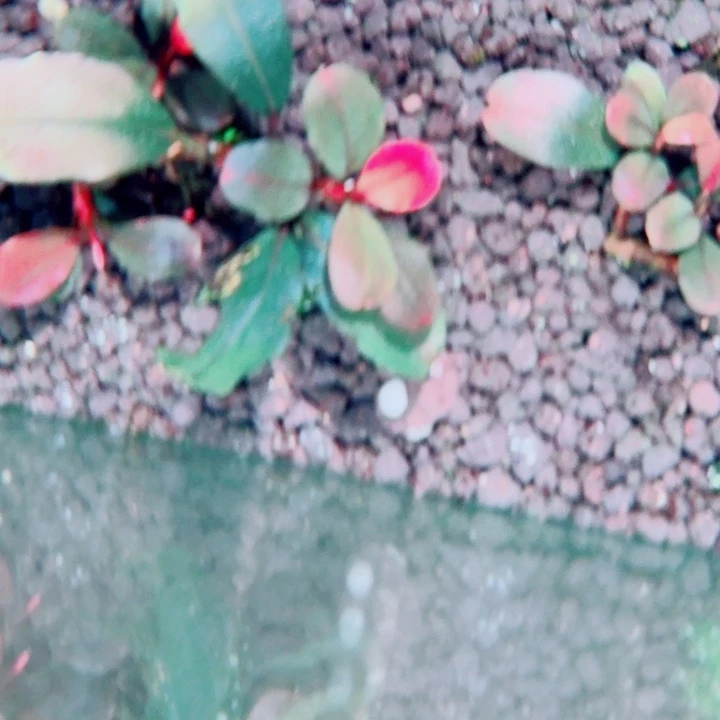 无花朵福利价奶牛还一头植物