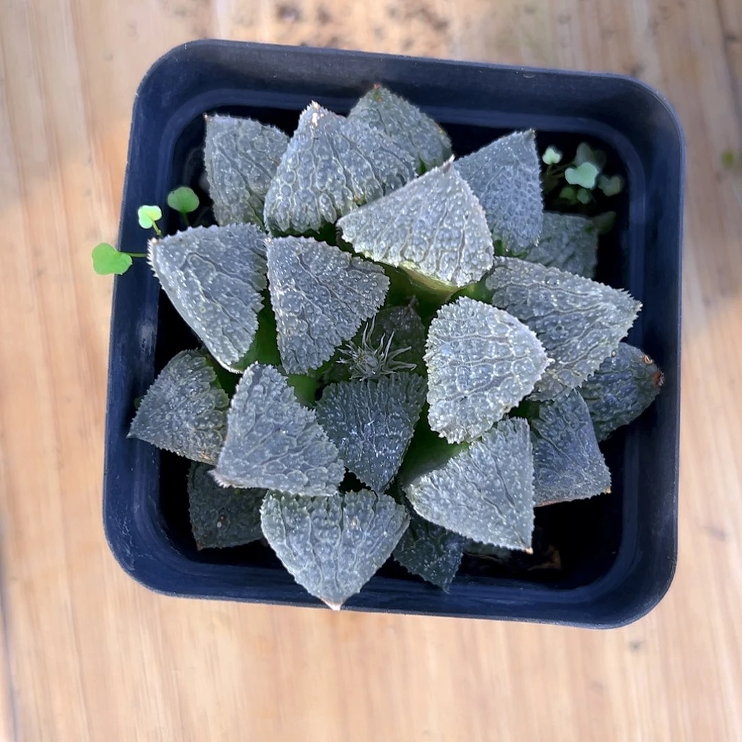 聚味城玉露多肉多肉一颗