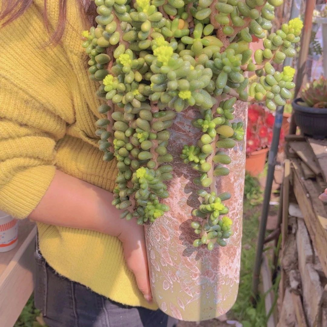 海****司多肉888888888