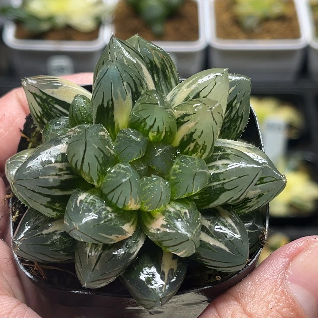 302四头龙爪玉露锦